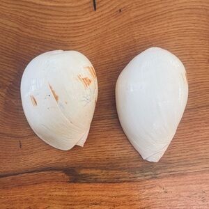 Pair of Cream Sea Shell Bailer Shell (Melo melo) for Home Decor Accents 7"